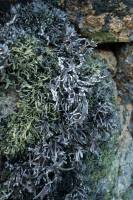 Lichens sur rocher - Bretagne (Rocella fuciformis)